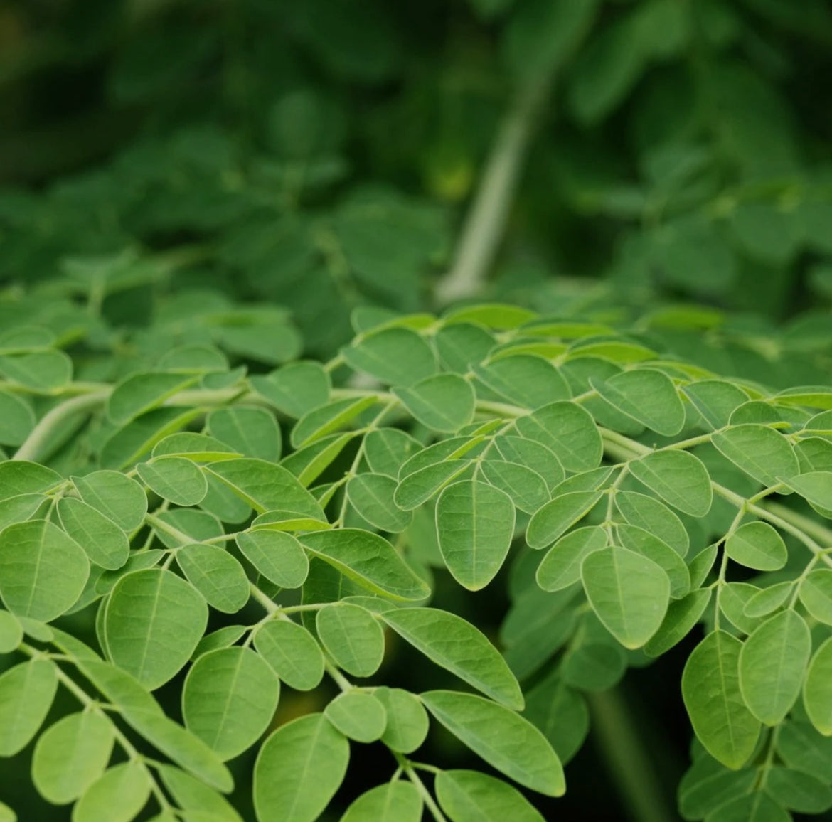 Moringa Capsules