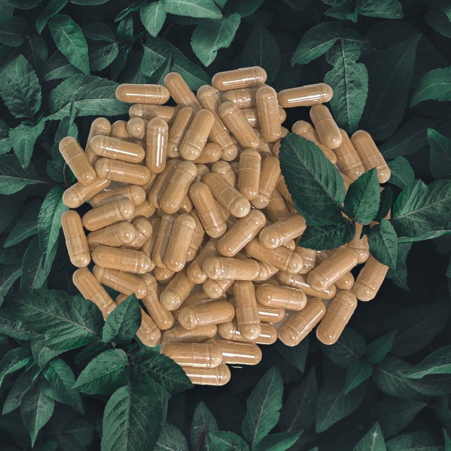 Marshmallow Root Capsules