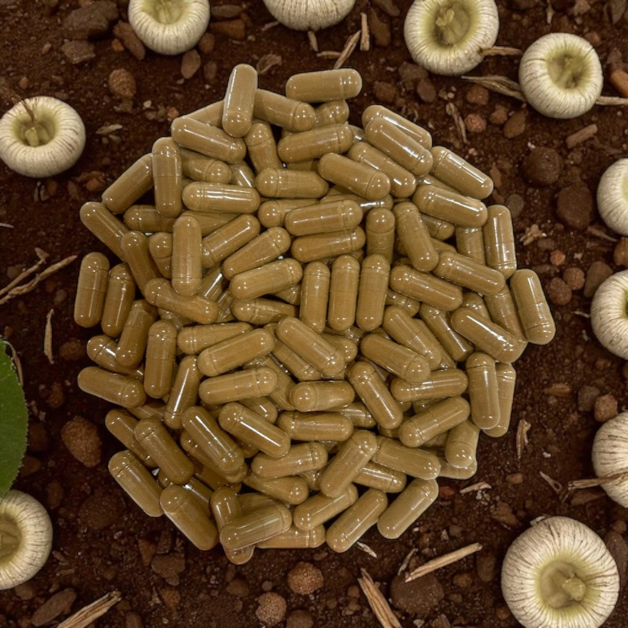 Lions Mane Capsules