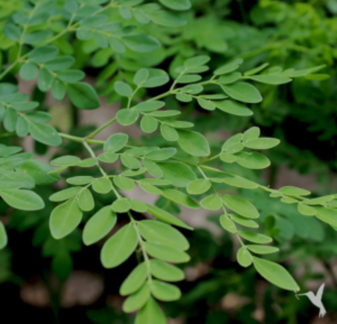 Moringa Capsules