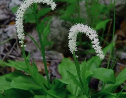 False Unicorn Root Capsules