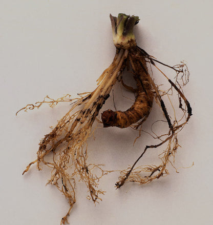 False Unicorn Root Capsules