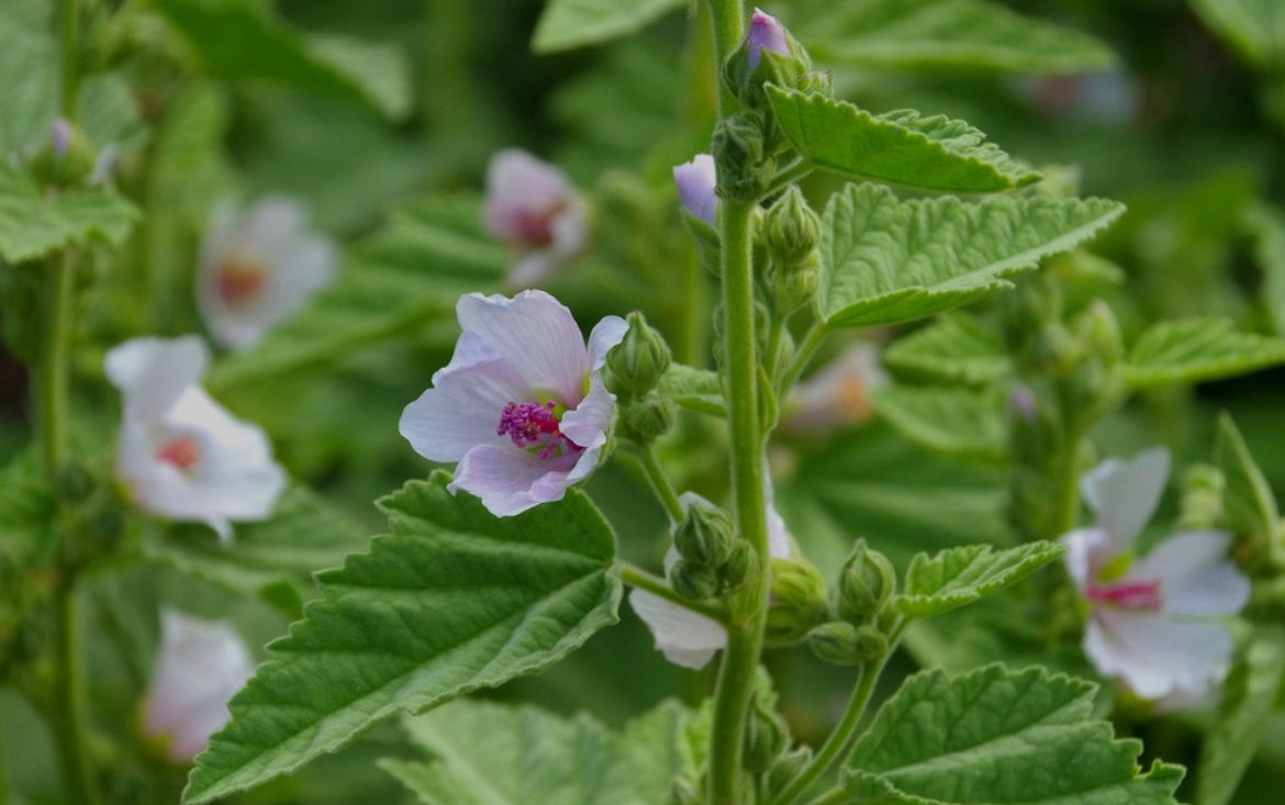 Marshmallow Root Capsules