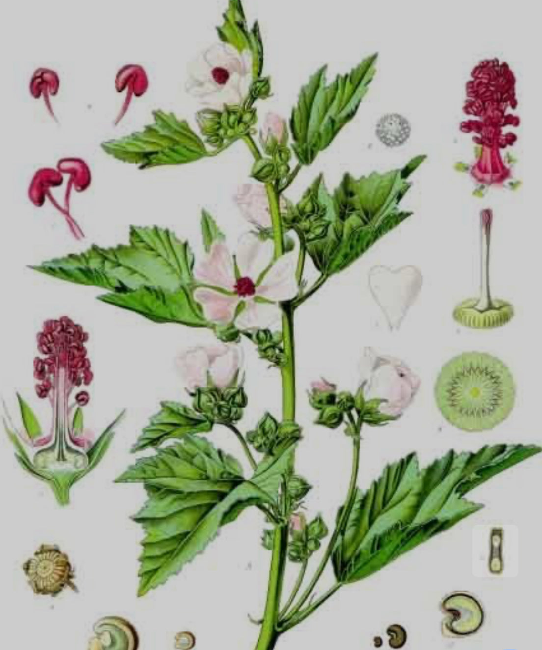 Marshmallow Root Capsules