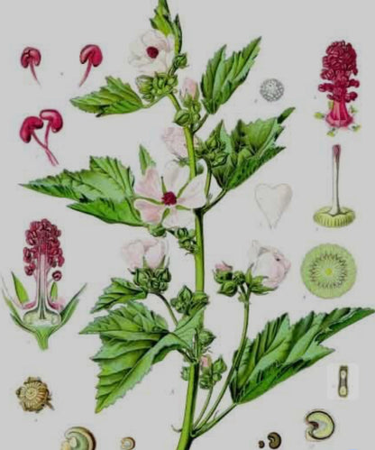 Marshmallow Root Capsules