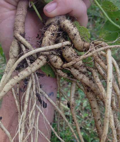 Marshmallow Root Capsules